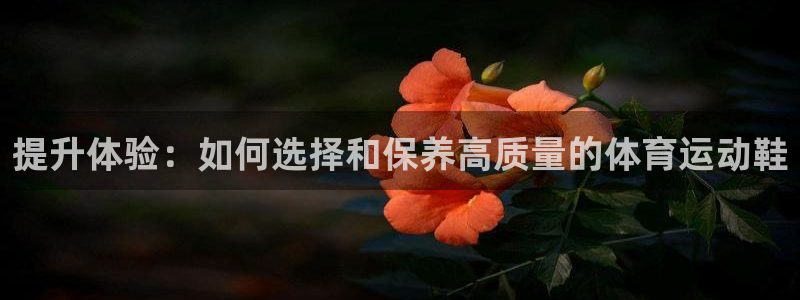 动感熊猫体育公园：提升体验：如何选择和保养高质量的体育运动鞋